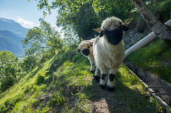 ericparadise:  Black nose sheep 