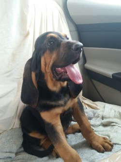 handsomedogs:  My bloodhound babies. 10 week old Emmet and 11