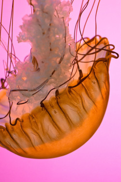 loveforearth:  Chicago, IL - NE Pacific Sea Nettle (by beShoong)