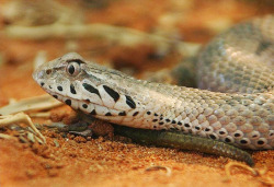 rhamphotheca:  Common Death Adder (Acanthophis antarcticus) …