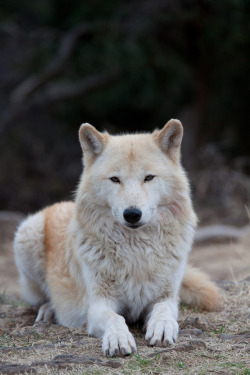 petitloupbete:  Alpha female Alaskan grey wolf by Ritu Vincent