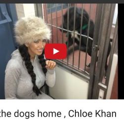 We made a little video about our dogs home trip , Iv put the