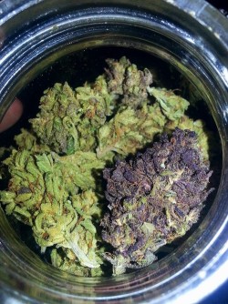 leblogdemarijuana:  pretty green bud, all in my blunt - Kid Cudi