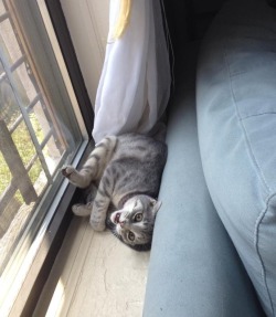 derpycats:  Penelope derping out by the window.