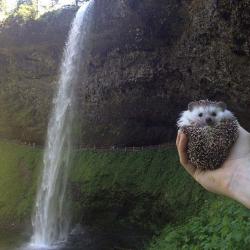 catsbeaversandducks:  Meet Biddy, The Travelling Hedgehog Those