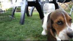 hounddogsrunning:  HIIIIYEEEE!!! 