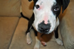 handsomedogs:  Zeus  the pitbull terrier.