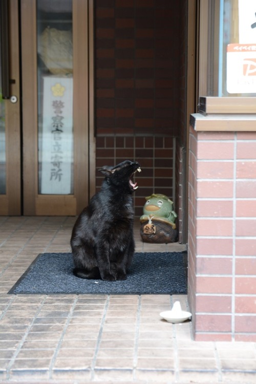 tomo-ban:香箱座り　#neko　#猫　#cat