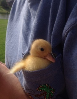 atheanas:one time a duckling fell asleep in my frocket and it