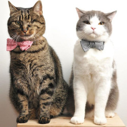 Mr & Mr Cat