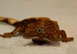 sixpenceee:A picture of this 2 headed crested gecko was posted