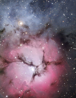 the-wolf-and-moon:  Trifid Nebula