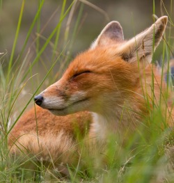boochie-flagrante:  beautiful-wildlife:  Afternoon nap by Ben