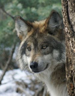 wolfsheart-blog:  Wolf Upclose Photograph by Ernie Echols.