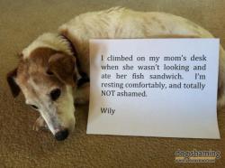 dogshaming:  Free [sandwich for] Willy!!  I climbed on my mom’s