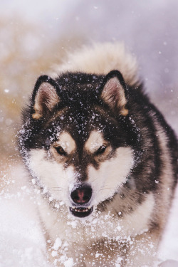 envyavenue:  Wolf or Dog? | Photographer