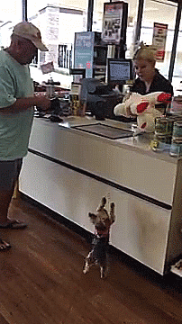 tastefullyoffensive:Lucy excitedly shops for a new toy. [full