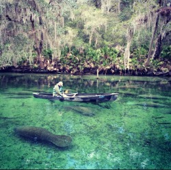 Blue Spring State Park I get to swim in this tomorrow and I couldn’t