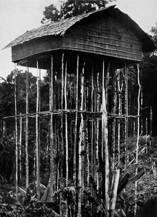 picard-schreckensberger:  Stilt Pole HousePygmy Village Papua