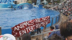 peachghosts:Animals are not entertainment