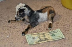 voluptuousvagabond:  quixoticfairy: this is the money goat it only appears every goat year reblog and our great goat overlord will bless you with fortune   Hail the great goat overlord!  Money goat, I need enough money to fatten up my future boyfriend!