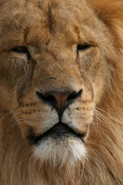 loveforearth:  “lion” by John Thompson 