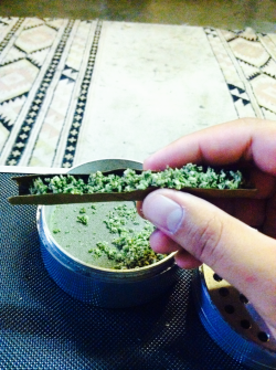 smokedopewiththepope:  Rollin up a fatty of jack herer (sorry