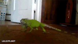 The Best of Tumblr Blog - 1000notes.com