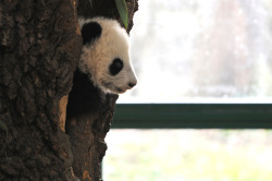 giantpandaphotos:  Fu Bao at Zoo Vienna in Austria on December