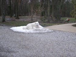 ohmygod-stop:  aclowza:  this is when the snow was melting and