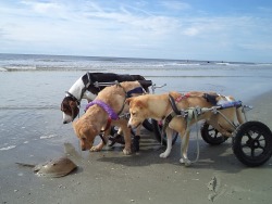 awwww-cute:Three disabled dogs discover a sand crab (Source: