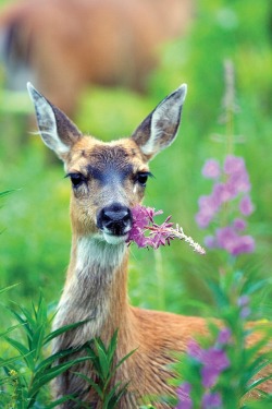 ainawgsd:  Wildlife in the Fireweed