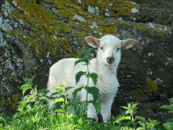 atthewoodsphotography: Lamb on Bredon Hill, Worcestershire.
