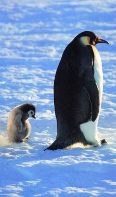 Aww, Mom, do we hafta go home already? (King Penguin and her chick)