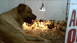 gifsboom:  Video: Big Dog Hangs Out with 200 Ducklings