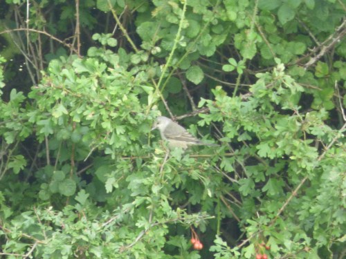 <p>Barred Warbler at Staines Moor, Surrey</p>