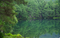 90377: Nagano forest by K MORII  