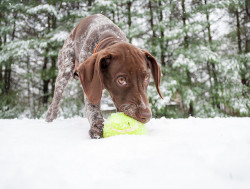 misterwooff:  2488 Piper in the snow by The_Little_GSP on Flickr.
