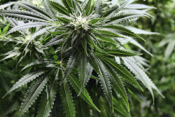 coloradommj:  Medical Marijuana Doesn’t Increase Your Risk