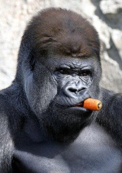 eggcup: the missing link between ape and Papa Smoke