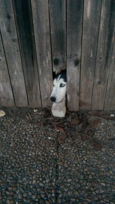 cute-overload:  This dog waits by the fence like this every day