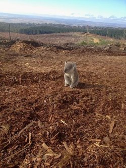  “It is common for koalas to roam back to their home range