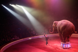 theweekmagazine:  The sublime nobility of the circus elephantTake