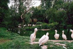 streamly:  Pelicans by Madeleine Eve on Flickr. 