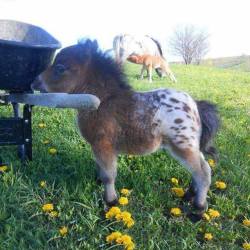 scarlettjane22:    QuizzClub.com    Look at this tiny Appaloosa