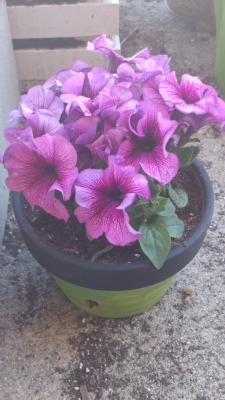 I think I spent maybe Ŭ on all these petunias from Walmart.
