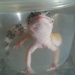 rate-my-reptile:  snoots-and-boops:  naughty geckos get put in