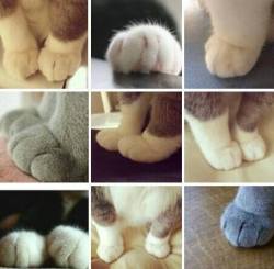 cute-overload:  The Paws http://cute-overload.tumblr.com source: