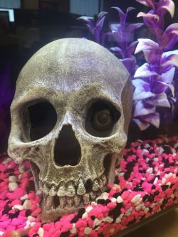 sixpenceee:  A snail crawled in the eye sockets of this skull