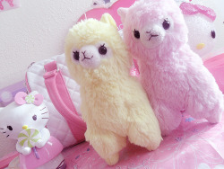 akaashie:  finally took a picture of both of my alpacassos together!